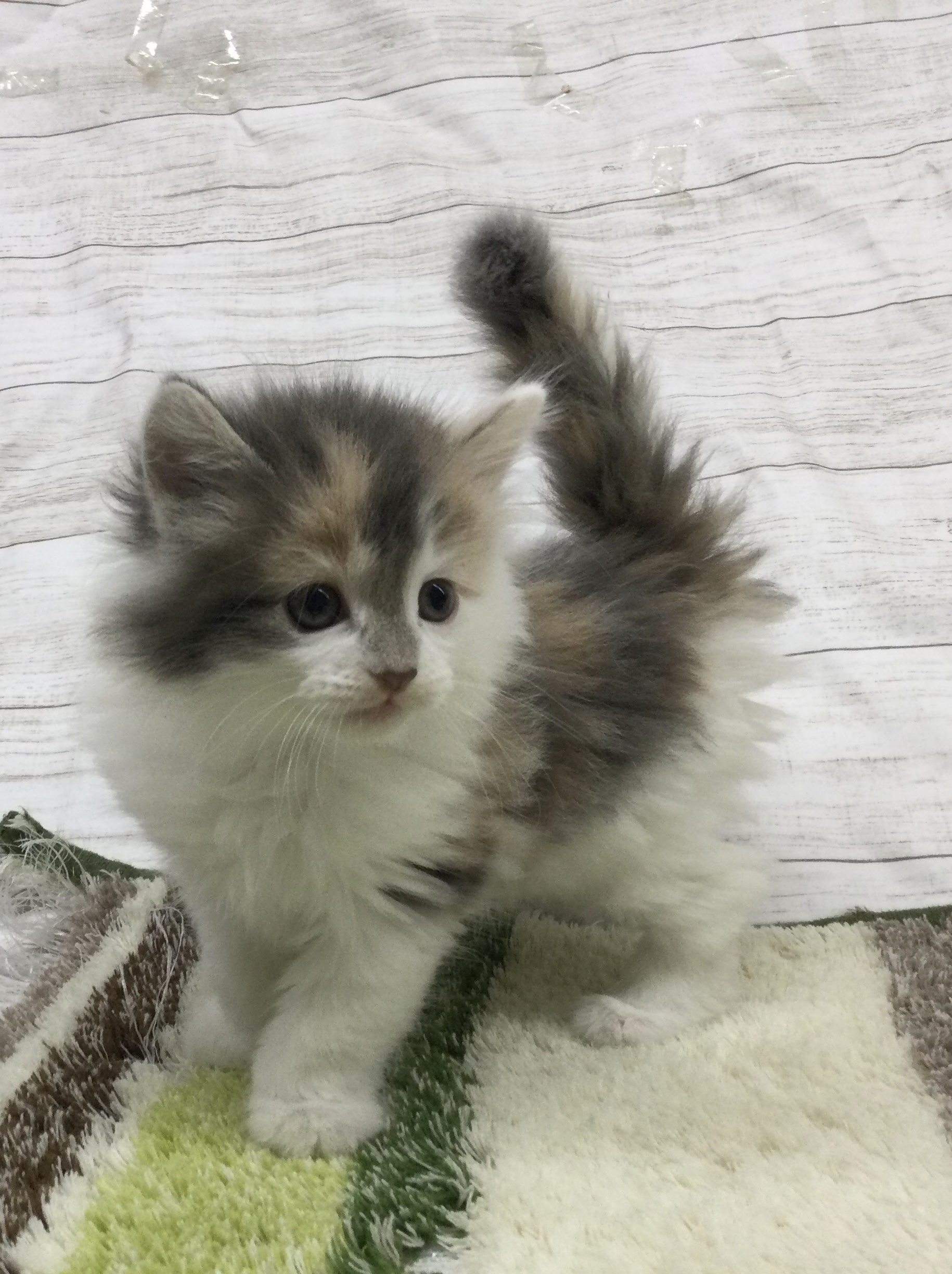 フォレスト キャット ジャン ノルウェー